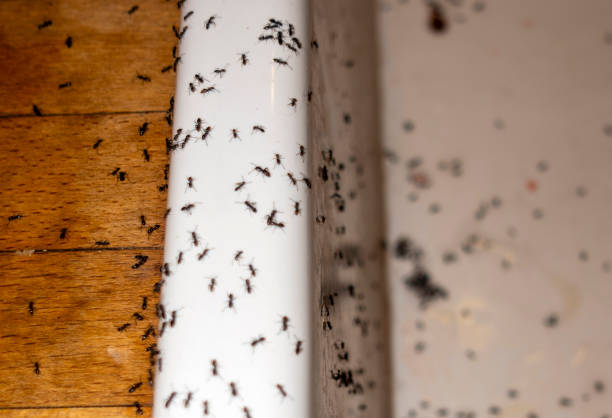 Best Wasp Removal Services  in Steelevle, IL