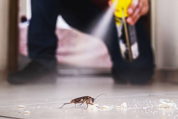 Insect Control in Steeleville, IL